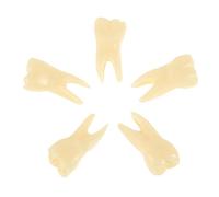 MAGICLULU 5Pcs Realistic Tooth Model Vivid Teaching Prop for Education and Display Compact Design for Easy Storage for Learning About Teeth Anatomy and Oral Care