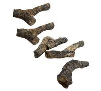 MAGICLULU 5pcs Stromatoporoid Specimens for Teaching Educational Decor Science Model Natural Ancient Life Collection