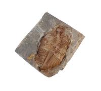 MAGICLULU Ancient Trilobite Specimen Genuine Science Teaching Tool for Education Unique Retro Style Decor for Home Office Classroom for Learning and Collecting