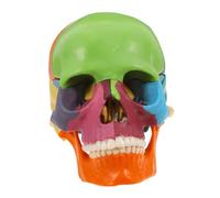 MAGICLULU Detachable Colorful Skull Model for Anatomy Education Sturdy Anatomical Study Tool with Differentiation for Learning and Understanding of