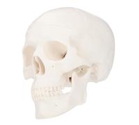 MAGICLULU Detachable Skull Model for Art Sketching and Desktop Decor Plastic Human Skull Sculpture with Separated Teeth for Teaching and Home Display