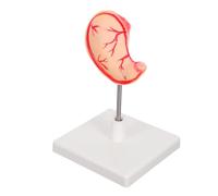 MAGICLULU Detailed Human Organ Model for Easy Assembly Precision Craftsmanship for Students Professionals Biology and Physiology