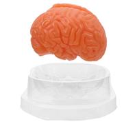 MAGICLULU Disassembled Human Brain Model Precise Anatomical Replication and Detachable 3-part Structure, Cross Section Display, Pvc Material for Study and Science Labs