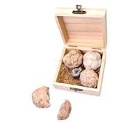 MAGICLULU Gem Mining Kit for Boy Girl Explore Real Gemstones Safe Materials Easy Excavation Fun Educational Science Activity for Family Adventures