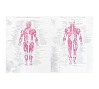MAGICLULU Human Anatomy Poster Skeleton Human Poster Cloth Material 40x60cm White Easy to Read Teaching Artistic Atmosphere for Home Wall Decoration