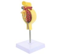 MAGICLULU Human Glomerulus Anatomical Model Detailed Human Body Model with Base, for Teaching and Science Education for Anatomy Learning and Classroom Demonstrations