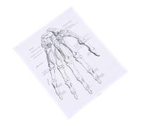 MAGICLULU Human Hand Anatomy Poster Chart 40x50cm Medical Teaching Wall Art, Human Body Skeleton Chart for Clinic and Science Education, Anatomical Organ Decorative Pendant