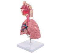 MAGICLULU Human Respiratory Lung Model with Easy to Identify Features for Teaching Physiology and Anatomy, Realistic Pvc Educational Tool for Students in Science and Classes