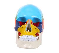 MAGICLULU Human Skull Anatomical Model Realistic Medical Teaching Tool for Students and Art Enthusiasts Environmental Friendly Material Easy to Use for Education and Display