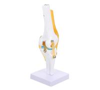 MAGICLULU Life Human Knee Joint Model for Teaching Anatomical Simulation of Knee Ligaments Material Educational Tool for Anatomy Studies for Labs
