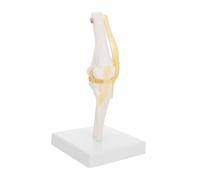 MAGICLULU Medical Knee Joint Ligaments Functional Knee Joint Model Pvc Anatomical Model Stand