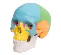 MAGICLULU Mini Detachable Skull Model Moveable Jaw Pvc Anatomy Display