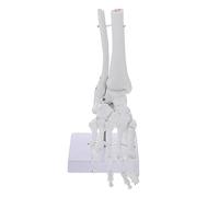 MAGICLULU PVC Ankle Joint Anatomical Model with Rotatable Base Foot Joint Skeleton for Medical Teaching Patient Education and Orthopedic Study