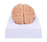 MAGICLULU Pvc Human Brain Model Anatomy Brain Model with Base for Anatomy Teaching and Study of Human Cerebrovascular and Nerve