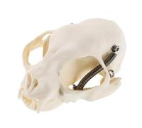 MAGICLULU Realistic Cat Skull Anatomical Model for Science Teaching and Home Decor Detailed Skeleton with Educational Guide Specimen for Art Halloween Decoration and Collector Display