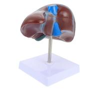 MAGICLULU Realistic Liver Anatomy Model Base Medical Teaching Aid for Students Teachers
