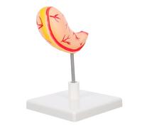 MAGICLULU Realistic Stomach Anatomy Model for Education Anatomical Teaching Tool for Classroom and and Easy to Assemble