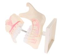 MAGICLULU Realistic Teeth Training Model for Education Accurate Permanent Tooth Anatomy Simulation Plastic Typodont for Students and Clinical Skill Development