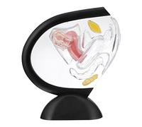 MAGICLULU Scale Unbreakable PVC Medical Research Teaching Aid for Female Anatomy Education Realistic Human Organ Visual Aid for Doctors and Students