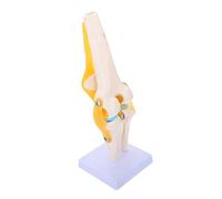 MAGICLULU Scientific Functional Knee Joint Model Life Human Knee Anatomy Model for Educational Use Material for Anatomical Study and Patient Education