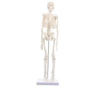 MAGICLULU Simulation Skeleton Model, Human Bone Model, Pvc Beige, Disassembled Openable Skull, for Education and Field, Student and Nurse