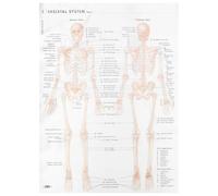 MAGICLULU Skeletal System Anatomy Poster Hanging Poster Cloth Material Creative Delicate Style Beige Color 50x70cm Human Anatomy Theme Party Decoration