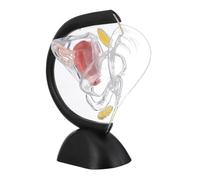 MAGICLULU Transparent Uterus Model PVC Medical Anatomy Visual Aid Female Reproductive Organ Structure Educational Tool for Classroom and Healthcare Teaching