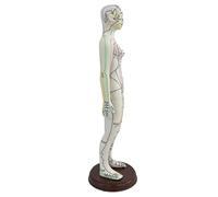 MagiDeal 21.2inch Tall Acupuncture Model Human Body Model PVC Lightweight with Base for Professionals Versatile with English Points, Female
