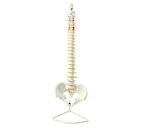 MagiDeal Detailed Human Spine Structural Model | Medical, Flexible, Spine Model with Pelvis, for vertebral study Study, Classroom, Teachers, 85CM, W Pelvis