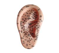 MagiDeal Human Ear Acupoint Auricular Acupoint Model with Acupoint Soft PVC Simulation Massage Practice Tool for Learning Massaging, Right