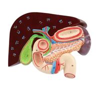 MagiDeal Human Stomach Model Teaching Tool Convenient Stomach Section Accurate Structure for Study Education Science