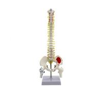 MagiDeal Spine Display Human Spine Model Skeleton Vertebral Column Teaching with stand mounted design for convenient storage and , 45CM , style to 4