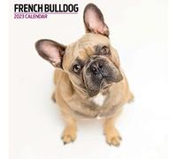 Magnet & Steel French Bulldog 2023 Modern Calendar, Multi-Colour