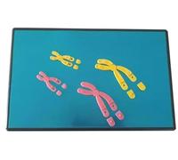 Magnetic Chromosome Change Model Set Display Professional, Biological Meiosis Teaching Tool Plant Cells Component Anatomical Human for Science Education Classroom Demonstration Tools