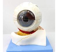 Magnification Human Giant Eye Model Disassembled 8 Parts Human Eye Ball Anatomy Model Lab Supplies Medical Learning Aid Teaching Instrument Medical Models