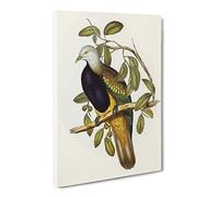Magnificent Fruit Pigeon Birds By Elizabeth Gould Canvas Print | Gallery Wrapped 30mm Frame Wall Art | 24x16 inches | Ready to Hang | Retro Still Life Picture | Living Room Bedroom Lounge Office
