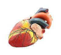 Magnified 4 X Heart Anatomical Model - Science Anatomy Heart Model - Removerable Anatomical Human Heart Model with Digital Sign - for B Super Cardiac Anatomy Teaching