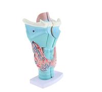 Magnified Human Larynx Anatomical Model, 3 Parts
