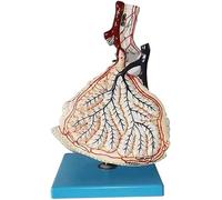Magnified Human Lung Lobule Model, Respiratory Lung Model Medical Respiratory System Teaching, A Total of 25 Digital Signs, for School Education Study.