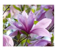 Magnolia Betty Tree Purple Pink Flowers 3-4ft Large By Direct Plants
