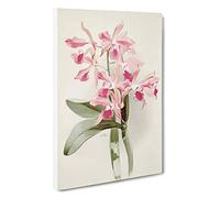 Magnolia Flowers Illustration Tab. 20 by Frederick Sander Canvas Print | Gallery Wrapped 30mm Frame Wall Art | 30x20 inches | Ready to Hang | Modern Floral Picture | Living Room Bedroom Lounge Office