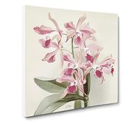 Magnolia Flowers Illustration Tab. 20 by Frederick Sander Canvas Print | Gallery Wrapped 30mm Frame Wall Art | 20x20 inches | Ready to Hang | Modern Floral Picture | Living Room Bedroom Lounge Office