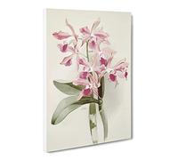 Magnolia Flowers Illustration Tab. 20 By Frederick Sander Canvas Print | Gallery Wrapped 30mm Frame Wall Art | 30x20 inches | Ready to Hang | Retro Floral Picture | Living Room Bedroom Lounge Office