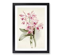 Magnolia Flowers Illustration Tab. 20 by Frederick Sander Framed Print | A2 Black Framed Wall Art | Ready to Hang | Modern Floral Picture | Living Room Bedroom Lounge Office