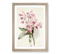 Magnolia Flowers Illustration Tab. 20 by Frederick Sander Framed Print | A2 Oak Framed Wall Art | Ready to Hang | Modern Floral Picture | Living Room Bedroom Lounge Office