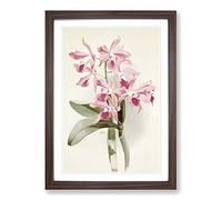 Magnolia Flowers Illustration Tab. 20 by Frederick Sander Framed Print | A2 Walnut Framed Wall Art | Ready to Hang | Modern Floral Picture | Living Room Bedroom Lounge Office