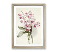 Magnolia Flowers Illustration Tab. 20 By Frederick Sander Vintage Framed Print | A2 Oak Framed Wall Art | Ready to Hang | Classic Floral Picture | Living Room Bedroom Lounge Office
