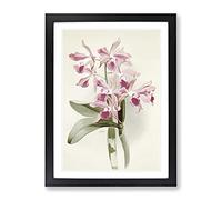 Magnolia Flowers Illustration Tab. 20 By Frederick Sander Vintage Framed Print | A3 Black Framed Wall Art | Ready to Hang | Classic Floral Picture | Living Room Bedroom Lounge Office