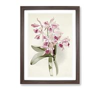 Magnolia Flowers Illustration Tab. 20 By Frederick Sander Vintage Framed Print | A4 Walnut Framed Wall Art | Ready to Hang | Classic Floral Picture | Living Room Bedroom Lounge Office