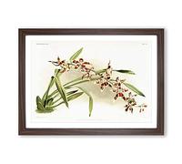 Magnolia Flowers Illustration Tab. 21 by Frederick Sander Framed Print | A2 Walnut Framed Wall Art | Ready to Hang | Modern Floral Picture | Living Room Bedroom Lounge Office